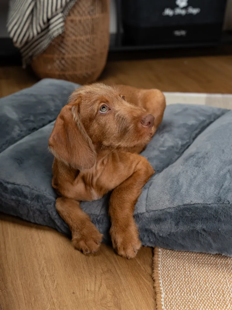Maya Ortho – orthopädisches Hundekissen – 80x60 cm