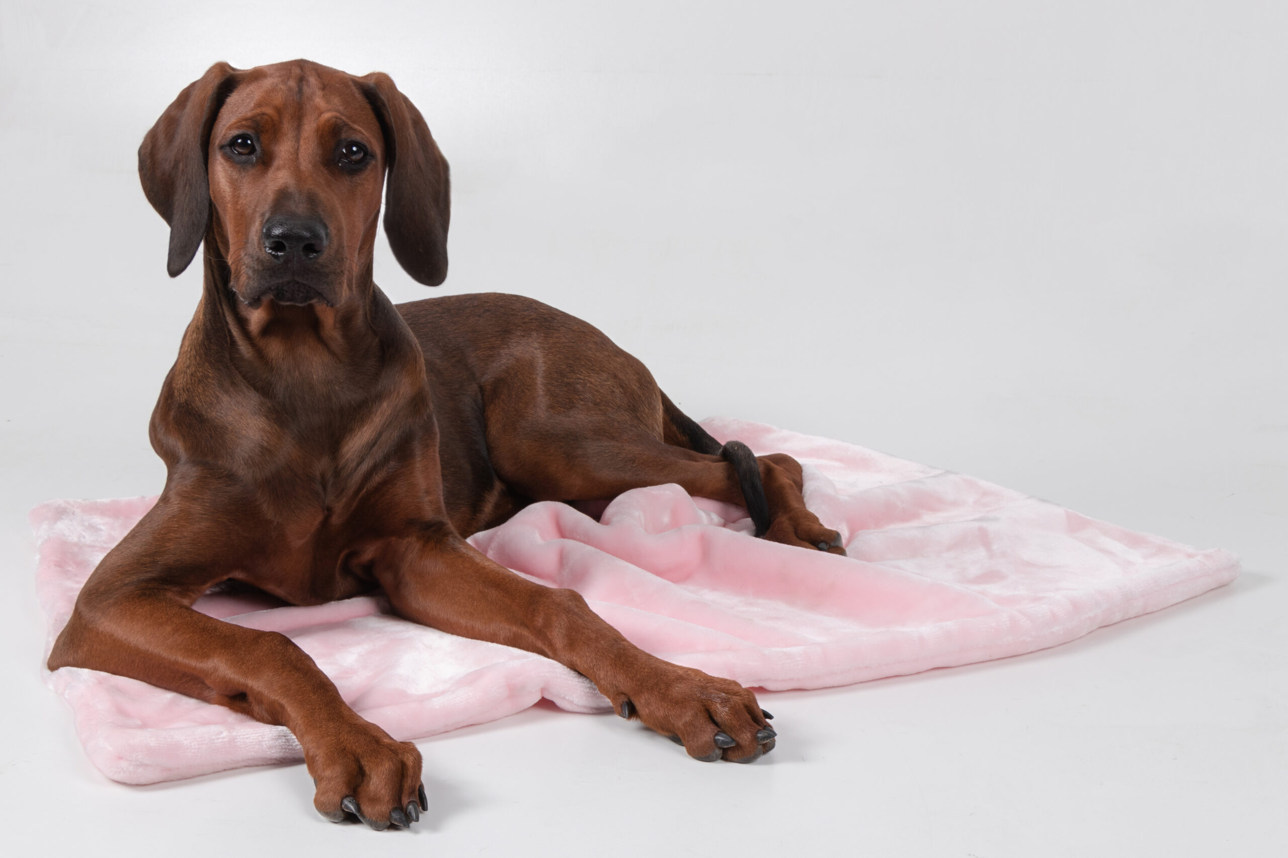 Trendpet Coco – weiche Kuscheldecke für Hunde und Katzen – Rosa